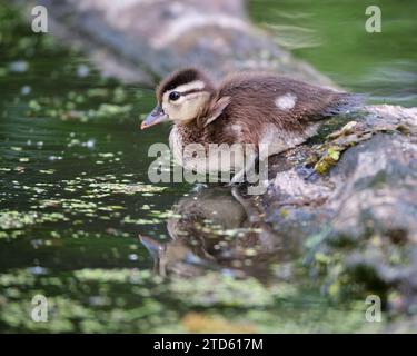 A Wood Duck duckling, Aix sponsa, venturing off log into pond Stock Photo