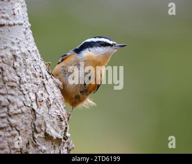 Red-breasted Nuthatch, perched on branch view of underbelly Stock Photo