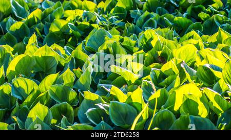 Broad leaves female dragon (Calla palustris) in the light of the sun. Floral background Stock Photo