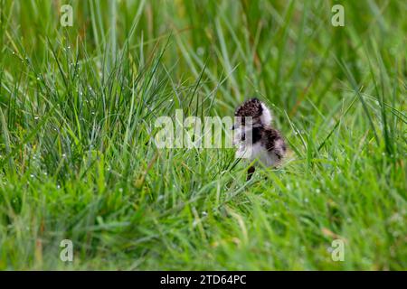Northern Lapwing Chick amongst dewy grass Stock Photo