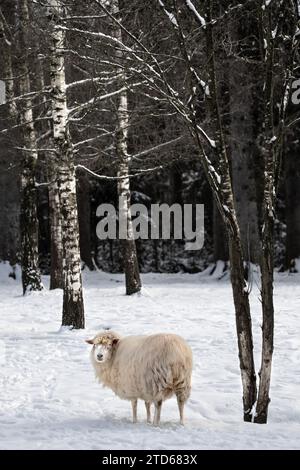 A sheep standing in a snow-covered forest on a sunny winter day, looking backwards into the camera, birch trees in the background Stock Photo