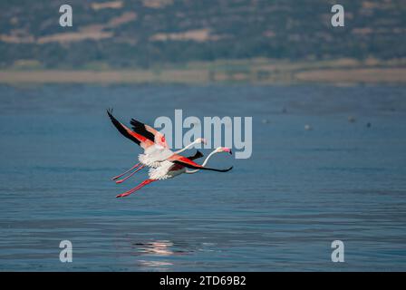 Two Greater Flamingos (Phoenicopterus roseus) flying over the lake. Stock Photo