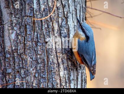 The energetic Eurasian Nuthatch (Sitta europaea), a woodland acrobat navigating European forests. Recognized by its distinctive upside-down foraging, Stock Photo