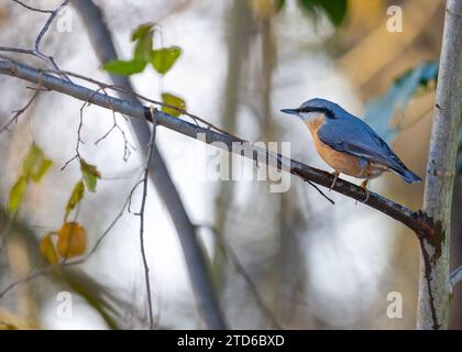 The energetic Eurasian Nuthatch (Sitta europaea), a woodland acrobat navigating European forests. Recognized by its distinctive upside-down foraging, Stock Photo