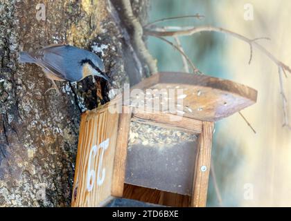 The energetic Eurasian Nuthatch (Sitta europaea), a woodland acrobat navigating European forests. Recognized by its distinctive upside-down foraging, Stock Photo