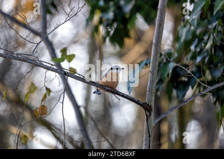 The energetic Eurasian Nuthatch (Sitta europaea), a woodland acrobat navigating European forests. Recognized by its distinctive upside-down foraging, Stock Photo