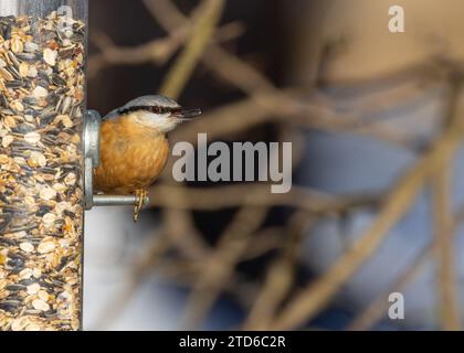 The energetic Eurasian Nuthatch (Sitta europaea), a woodland acrobat navigating European forests. Recognized by its distinctive upside-down foraging, Stock Photo