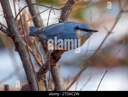 The energetic Eurasian Nuthatch (Sitta europaea), a woodland acrobat navigating European forests. Recognized by its distinctive upside-down foraging, Stock Photo