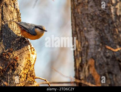 The energetic Eurasian Nuthatch (Sitta europaea), a woodland acrobat navigating European forests. Recognized by its distinctive upside-down foraging, Stock Photo