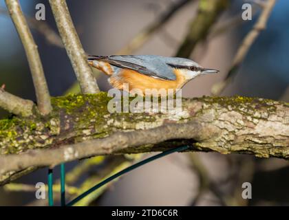 The energetic Eurasian Nuthatch (Sitta europaea), a woodland acrobat navigating European forests. Recognized by its distinctive upside-down foraging, Stock Photo