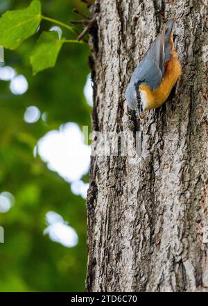 The energetic Eurasian Nuthatch (Sitta europaea), a woodland acrobat navigating European forests. Recognized by its distinctive upside-down foraging, Stock Photo