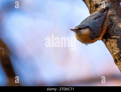 The energetic Eurasian Nuthatch (Sitta europaea), a woodland acrobat navigating European forests. Recognized by its distinctive upside-down foraging, Stock Photo