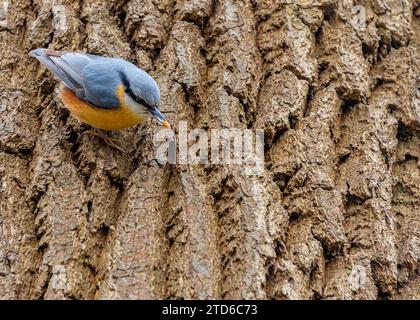 The energetic Eurasian Nuthatch (Sitta europaea), a woodland acrobat navigating European forests. Recognized by its distinctive upside-down foraging, Stock Photo