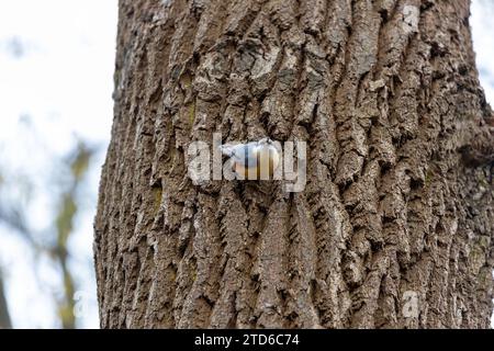 The energetic Eurasian Nuthatch (Sitta europaea), a woodland acrobat navigating European forests. Recognized by its distinctive upside-down foraging, Stock Photo