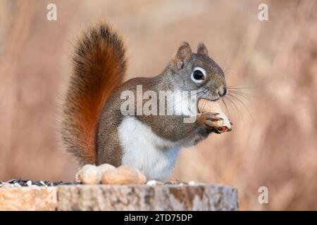 An American red squirrel eats a peanut on a stump where people had been leaving treats for the wildlife at Lynde Shores Conservation Area, Whitby, ON. Stock Photo