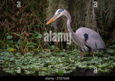 A great blue heron hunting along the edge of the marsh Stock Photo