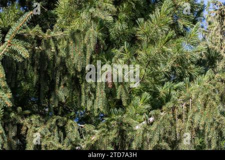 Full frame texture background of weeping white spruce (picea glauca pendula) tree branches on a sunny day Stock Photo