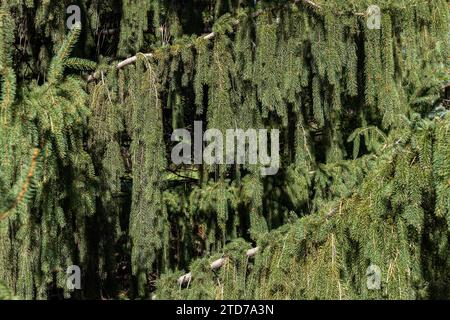 Full frame texture background of weeping white spruce (picea glauca pendula) tree branches on a sunny day Stock Photo