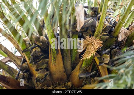 Straw-coloured Fruit Bat, Eidolon helvum.  A huge colony of bats on a palm tree. Stock Photo