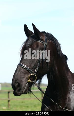 Friesian horse portrait Stock Photo