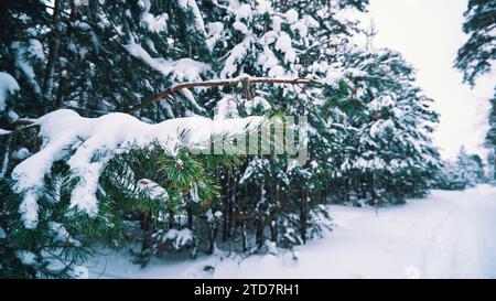 Pine branches covered with snow in the winter forest. Winter landscape Stock Photo