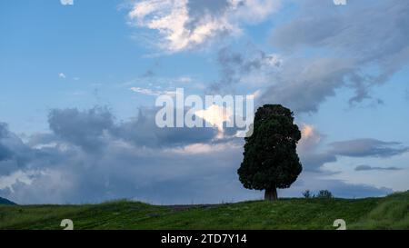 Scenic view of field against sky, lonely tree, blue cloudy sky Stock Photo