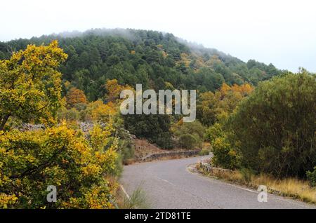 mountain road through autumnal mixed forest in Etna Park, Sicily, Italy Stock Photo