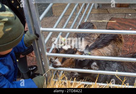 Slough, Berkshire, UK. 16th December, 2023. A local baptist church doing outreach to the local community bring a petting zoo to Slough. The town  has recently been named Britain's ugliest and unhealthiest place to live in Britain. Credit: Maureen McLean/Alamy Live News Stock Photo