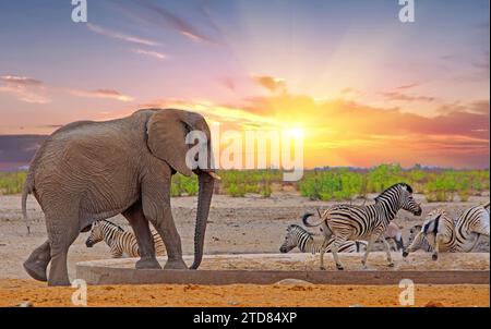 African elephant at a waterhole, with zebras moving away - Elephants rule the waterholes - Zebra running with legs in the air, against a nice sunset s Stock Photo