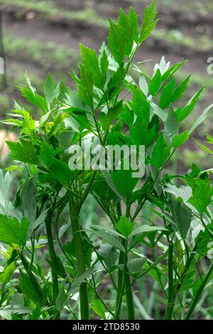 Large lovage bush with fragrant green leaves Stock Photo