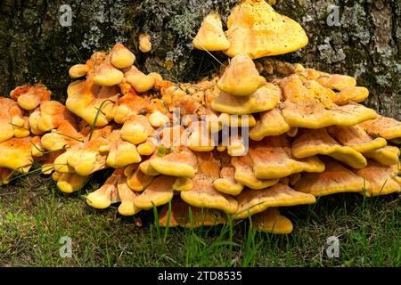 A huge mushroom, a sulfur-yellow tinder fungus, on the trunk of a large oak tree Stock Photo