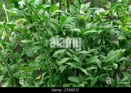 Large lovage bush with fragrant green leaves Stock Photo