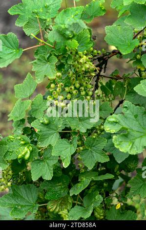 green unripe red currant berries on a branch Stock Photo