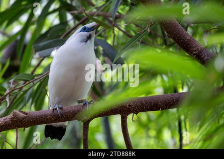 Rothschild's Mynah - Leucopsar rothschildi, beautiful white blue eyed starling endemic in Bali island, Indonesia. Stock Photo