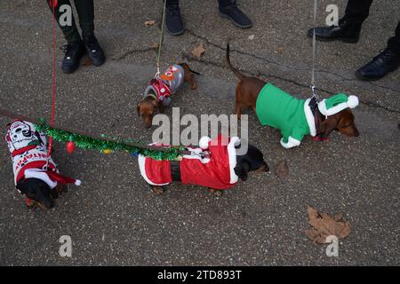 Dachshunds at the annual Hyde Park Sausage Walk, in Hyde Park, London, as dachshunds and their owners meet up to celebrate the Christmas season, with many of the sausage dogs in fancy dress. Picture date: Sunday December 17, 2023. Stock Photo