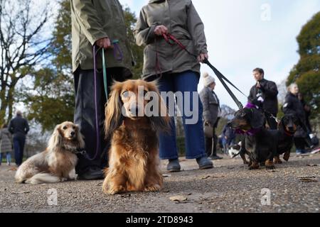 Dachshunds at the annual Hyde Park Sausage Walk, in Hyde Park, London, as dachshunds and their owners meet up to celebrate the Christmas season, with many of the sausage dogs in fancy dress. Picture date: Sunday December 17, 2023. Stock Photo