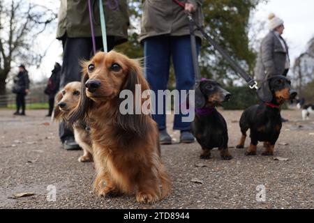 Dachshunds at the annual Hyde Park Sausage Walk, in Hyde Park, London, as dachshunds and their owners meet up to celebrate the Christmas season, with many of the sausage dogs in fancy dress. Picture date: Sunday December 17, 2023. Stock Photo