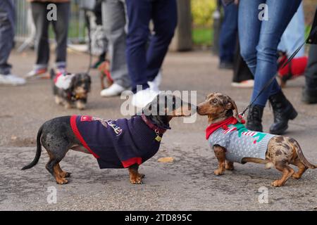 Dachshunds at the annual Hyde Park Sausage Walk, in Hyde Park, London, as dachshunds and their owners meet up to celebrate the Christmas season, with many of the sausage dogs in fancy dress. Picture date: Sunday December 17, 2023. Stock Photo