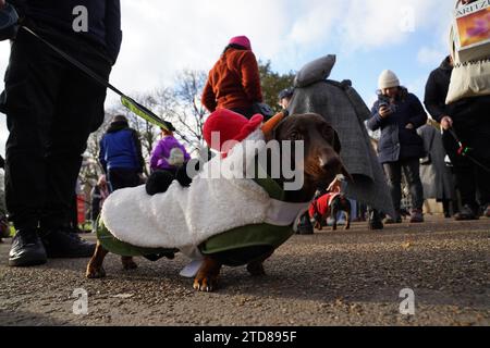 Dachshunds at the annual Hyde Park Sausage Walk, in Hyde Park, London, as dachshunds and their owners meet up to celebrate the Christmas season, with many of the sausage dogs in fancy dress. Picture date: Sunday December 17, 2023. Stock Photo