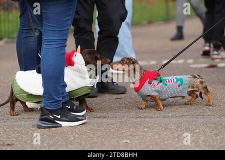 Dachshunds at the annual Hyde Park Sausage Walk, in Hyde Park, London, as dachshunds and their owners meet up to celebrate the Christmas season, with many of the sausage dogs in fancy dress. Picture date: Sunday December 17, 2023. Stock Photo