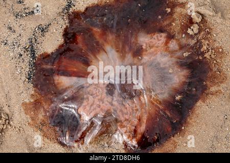 Lion's mane jellyfish,  (Cyanea capillata). Giant jellyfish, arctic red jellyfish, hair jelly, one of the largest known species of jellyfish. Stock Photo