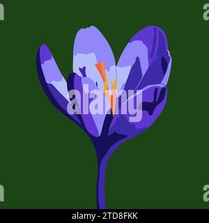 Vector illustration of a crocus flower on a green background. Stock Vector