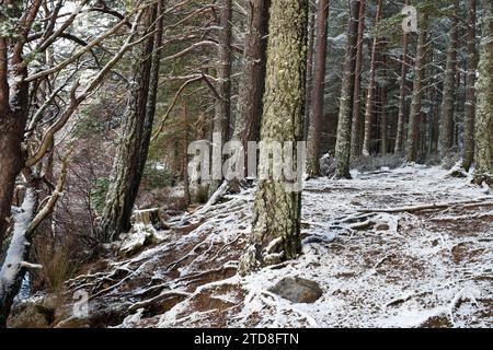 Scots pine trees along Loch Garten in the snow. Highlands, Scotland Stock Photo