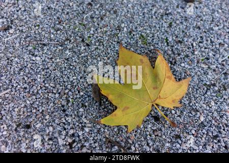 Crisp maple leaf fallen on autumn ground, embodying the essence of the season. Stock Photo