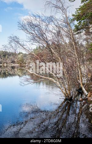 Betula pendula. Silver birch tree along the shore of Loch Garten in winter. Highlands, Scotland Stock Photo