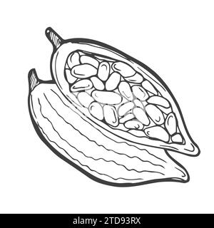 Cocoa set. Hand-drawn vector Cacao beans, leaves. Doodle Outline sketches Vector illustration for design menu, shop, fabric, wallpaper. Plant parts. F Stock Vector