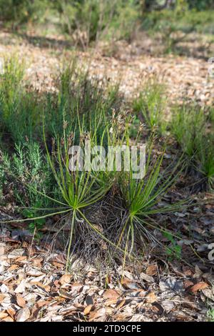 The portugues Sundew (Drosophyllum lusitanicum), a carnivorous plant, in natural habitat near Santiago Do Cacem in Portugal Stock Photo