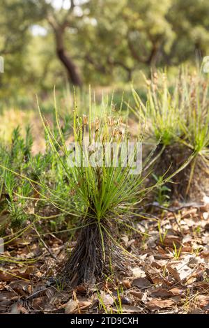 The portugues Sundew (Drosophyllum lusitanicum), a carnivorous plant, in natural habitat near Santiago Do Cacem in Portugal Stock Photo