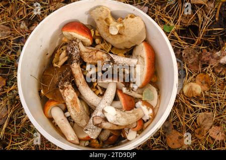 there are a lot of wild mushrooms of aspen and blackberries in the bucket . Mushrooms in the forest. Mushroom picking. Stock Photo