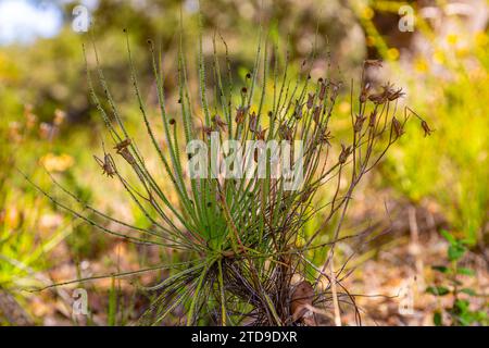 The portugues Sundew (Drosophyllum lusitanicum), a carnivorous plant, in natural habitat near Santiago Do Cacem in Portugal Stock Photo